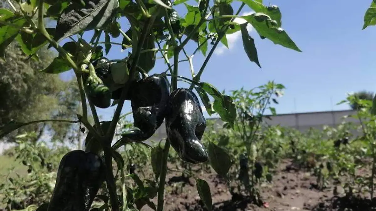 Chile poblano